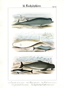 Wale und Delfine in ihren Meereslebensräumen von C. Roth