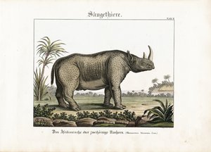 Afrikanisches oder Zweihorn-Nashorn von C. Steglich