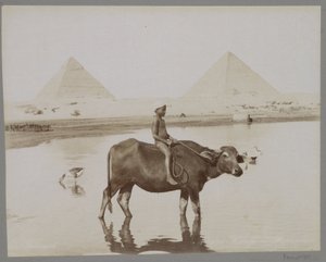 Junge auf einem Büffel mit zwei Pyramiden im Hintergrund in Ägypten von C. and G. Zangaki