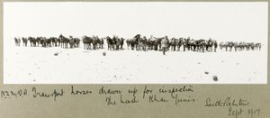 N.Z.M.F.A. Transportpferde zur Inspektion am Strand aufgestellt, Khan Yunis, September 1917