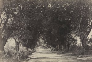 Allee der Banyanbäume, Seringham, Indien, 1858 von Captain Linnaeus Tripe