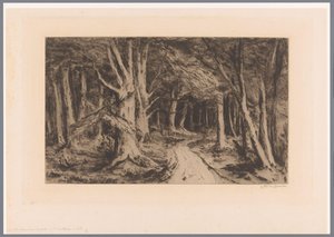 Waldrand mit Waldweg