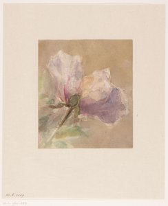 Verwelkte Rose