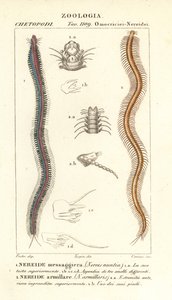 Bartzahn-Nereide, Perinereis nuntia 1 und Nereide, Syllis armillaris 2 von Carini Carini