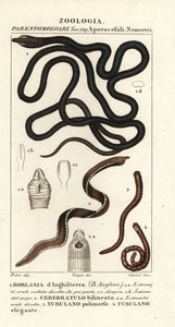 Schnürsenkelwurm, Lineus longissimus 1, Borlasia angliae 1, Rüsselwurm, Cerebratulus bilineatus 2, Cerebratulus bilineatus 2, Bandwurm, Tubulanus polimorphus 3, Tubulanus elegans 4 von Carini Carini