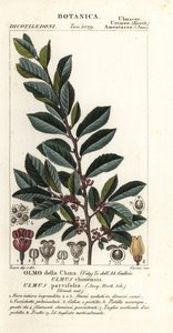 Chinesische Ulme oder Rindenulme, Ulmus parvifolia, Ulmus chinensis, Olmo della China von Carini Carini