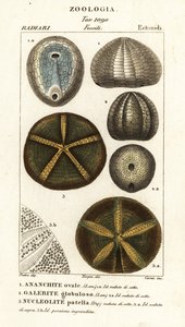 Fossilien ausgestorbener Seeigel: Echinocorys (Ananchites) 1, Galerites globulosus 2 und Nucleolites patella 3 von Carini Carini