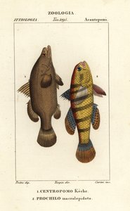 Nilbarsch, Lates niloticus, und Schläferfisch oder Gründling, Ophiocara macrolepidota von Carini Carini