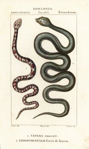 Halsband-Speikobra, Hemachatus haemachatus 1, und Martinique-Lanzenotter, Bothrops lanceolatus 2 von Carini Carini