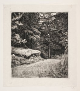 Der Weg im Tannenwald