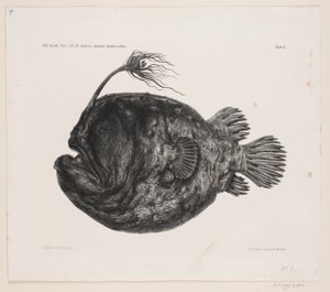 Naturhistorische Zeichnung von Carl Christian Larsen Cordts
