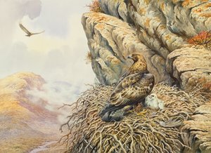 Steinadler am Horst