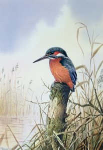 Eisvogel