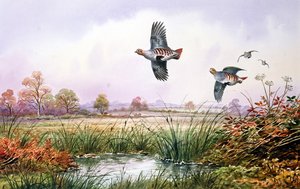Rebhuhn im Flug