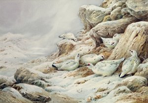 Schneehuhn in schneebedeckter Landschaft