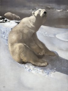 Eisbär