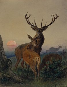 Ein Hirsch mit einem Reh in einer bewaldeten Landschaft bei Sonnenuntergang