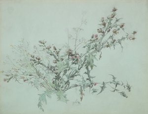 Studie einer blühenden Distel, 1846