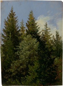 Tannen von Carl Gustav Carus