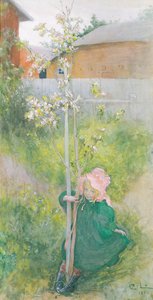 Apfelblüte