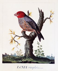 Loxia erythrocephala (Amadina erythrocephala), Rotkopfamadine, Aquarell von Carl Linnaeus