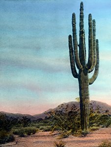USA, Arizona, Riesenkaktus in der Sonora-Wüste, Bilddatum: ca. 1920
