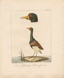 Der Gelbflügel-Jacana von Carl Wilhelm Hahn