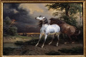 Pferde, die vom Sturm erschreckt werden