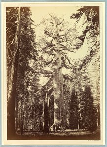 Der Grizzly-Riese, Mariposa Grove, Yosemite