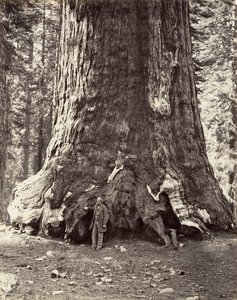 Abschnitt des Grizzly Giant, 101 Fuß Umfang von Carleton Emmons Watkins