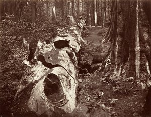 Der Vater des Waldes, 112 Fuß Umfang, Calaveras Grove von Carleton Emmons Watkins