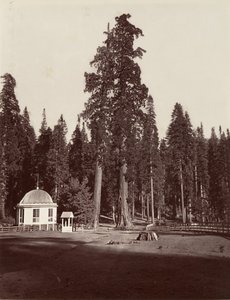 Der Wächter, 315 Fuß, 1865-66, gedruckt ca. 1876 von Carleton Emmons Watkins