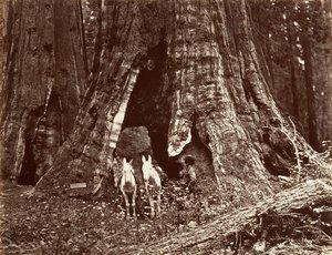 Der Dreifuß, 94 Fuß Umfang, 1865-66, gedruckt ca. 1876 von Carleton Emmons Watkins