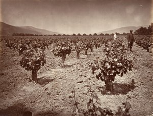 Weinberg der Camulos Ranch, 1876, gedruckt ca. 1876 von Carleton Emmons Watkins
