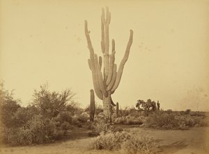 [Cereus Gigantus, S.P.R.R., Arizona.] von Carleton Watkins