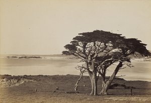 [Küstenansicht in der Nähe von Monterey] von Carleton Watkins