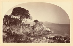 [Cypress Pt. von Cypress Drive, Monterey Cal.] von Carleton Watkins
