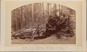 Im Calaveras-Hain. Der Vater des Waldes von Carleton Watkins