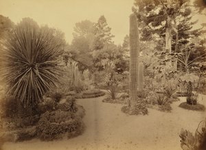 Monterey, Kalifornien. Arizona-Garten, Hotel Del Monte. von Carleton Watkins
