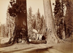 Der Pavillonstumpf durch die Wächter gesehen, Calaveras Grove von Carleton Watkins