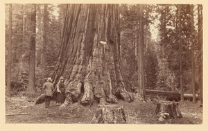 [Der Stolz des Waldes, Calaveras Grove] von Carleton Watkins