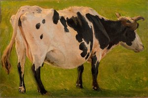 Schwarz-weiße Kuh stehend. Studie