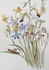 Iris und Blaue Ehrenpreis