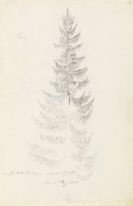 Fichte von Caspar David Friedrich