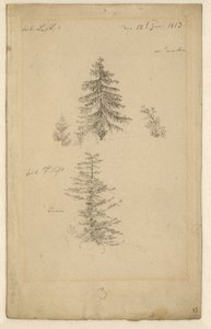 Zwei Tannenstudien von Caspar David Friedrich