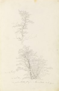 Gruppe junger Bäume von Caspar David Friedrich