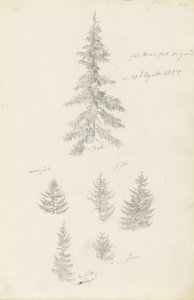 Sechs Studien von Fichten und Tannen von Caspar David Friedrich