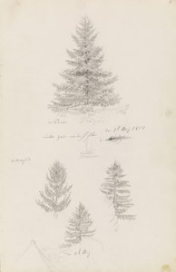 Tanne und drei Studien von Fichten von Caspar David Friedrich