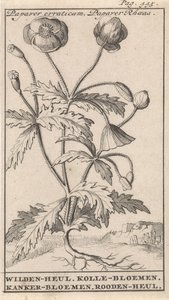 Klatschmohn von Caspar Luyken