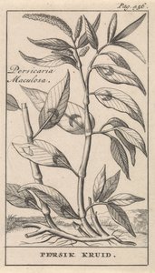 Persicaria Maculosa
